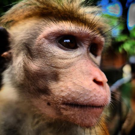 Humbhaha Jungle Yala Nature Eco Resort Kataragama Bagian luar foto