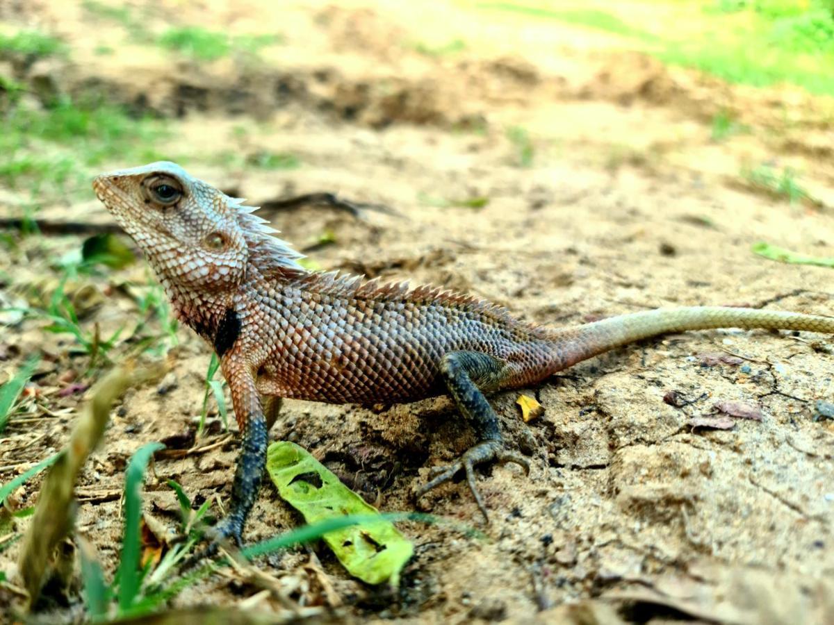 Humbhaha Jungle Yala Nature Eco Resort Kataragama Bagian luar foto