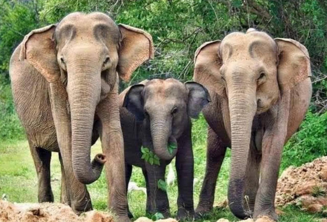 Humbhaha Jungle Yala Nature Eco Resort Kataragama Bagian luar foto