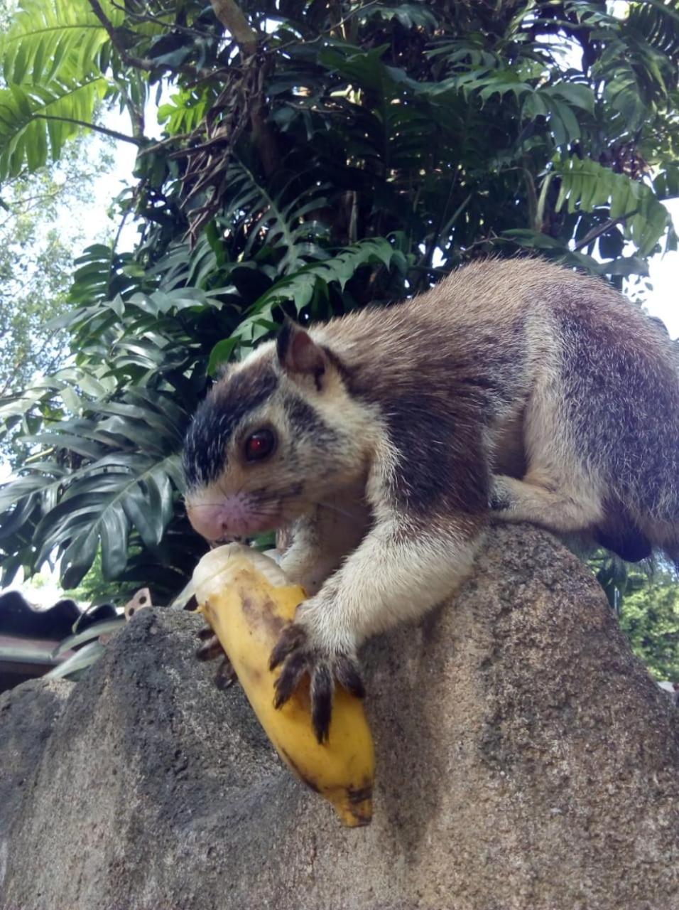 Humbhaha Jungle Yala Nature Eco Resort Kataragama Bagian luar foto