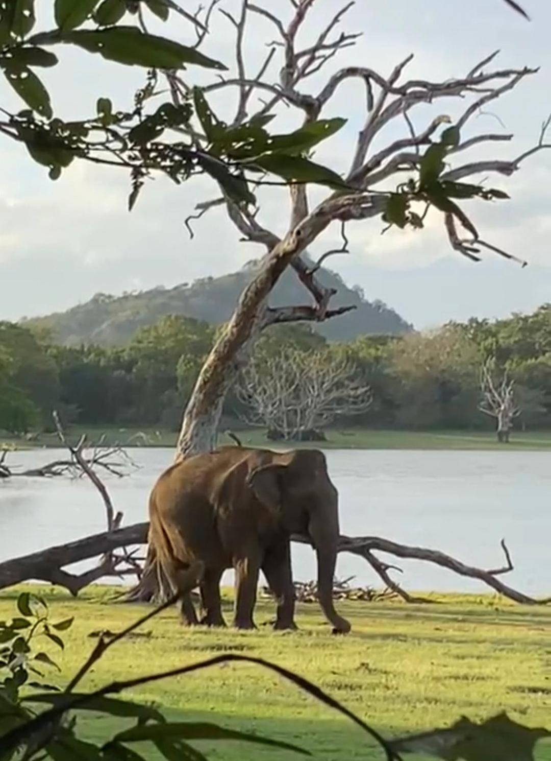 Humbhaha Jungle Yala Nature Eco Resort Kataragama Bagian luar foto