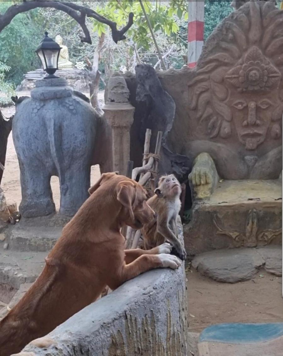 Humbhaha Jungle Yala Nature Eco Resort Kataragama Bagian luar foto