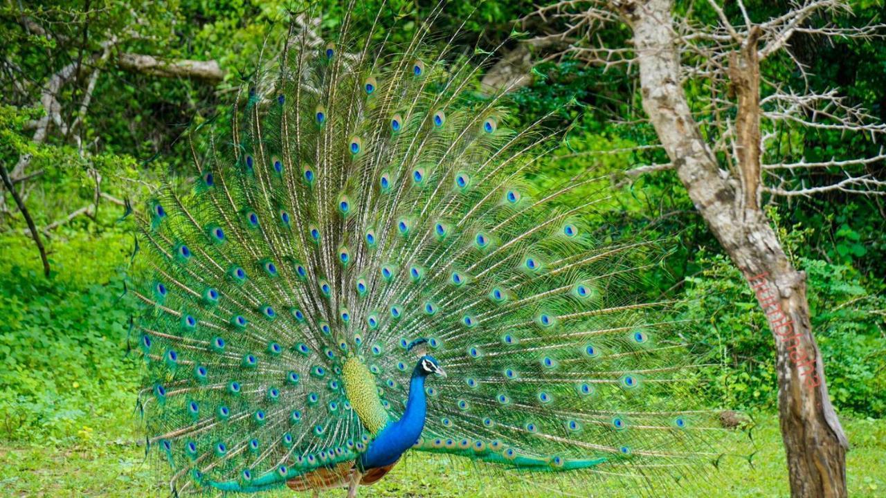 Humbhaha Jungle Yala Nature Eco Resort Kataragama Bagian luar foto