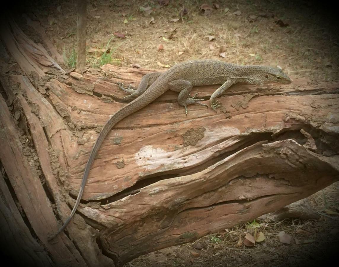 Humbhaha Jungle Yala Nature Eco Resort Kataragama Bagian luar foto